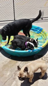 Doggin’ Around Day Care, Ventura CA, Dog Day Care