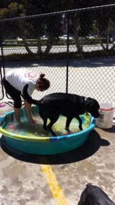 Doggin’ Around Day Care, Ventura CA, Dog Day Care