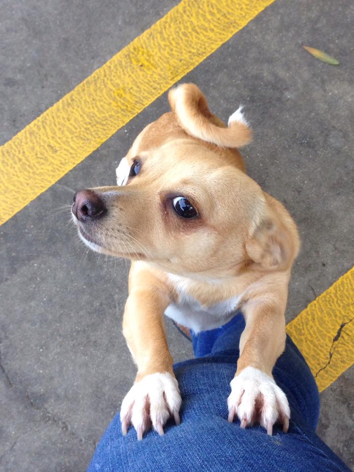 Doggin’ Around Day Care, Ventura CA, Dog Day Care