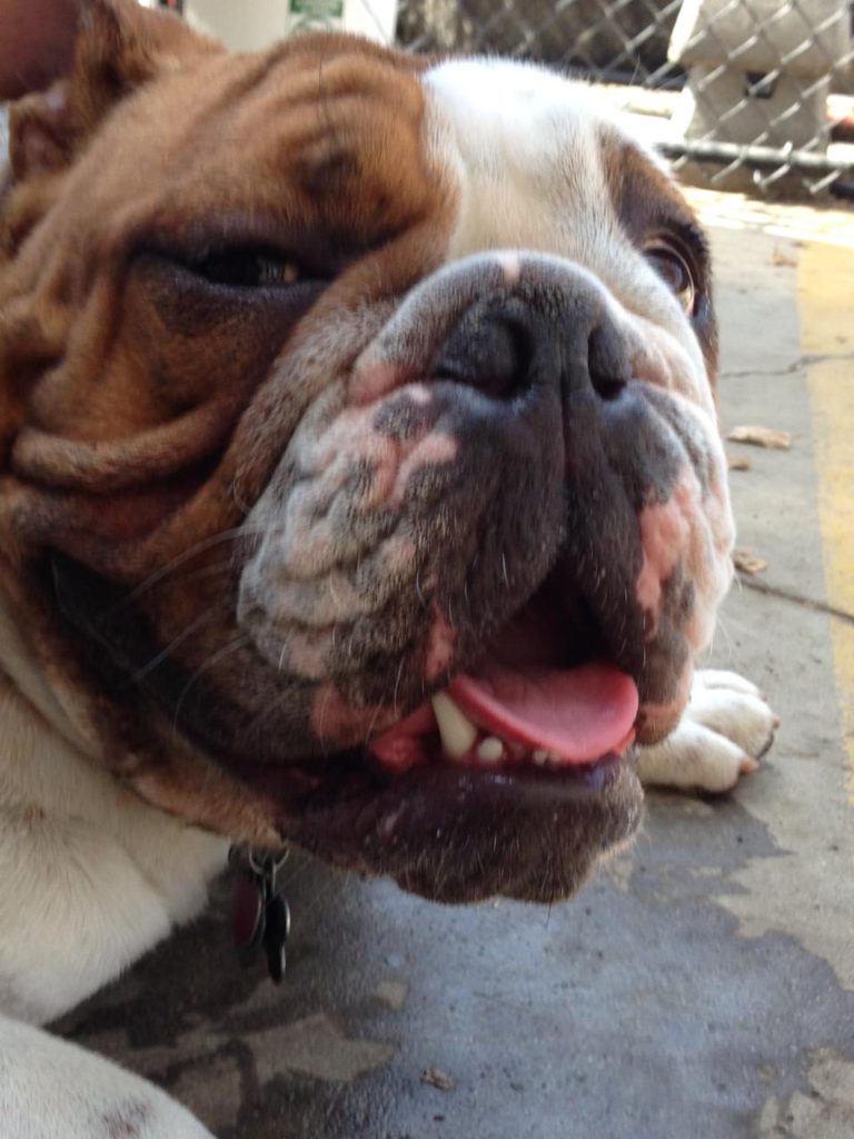 Doggin’ Around Day Care, Ventura CA, Dog Day Care