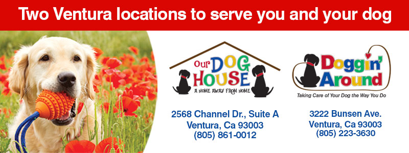 Doggin’ Around Day Care, Ventura CA, Dog Day Care