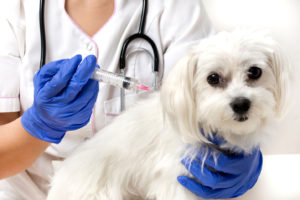 Doggin' Around Day Care, Ventura Ca, Flu Shots