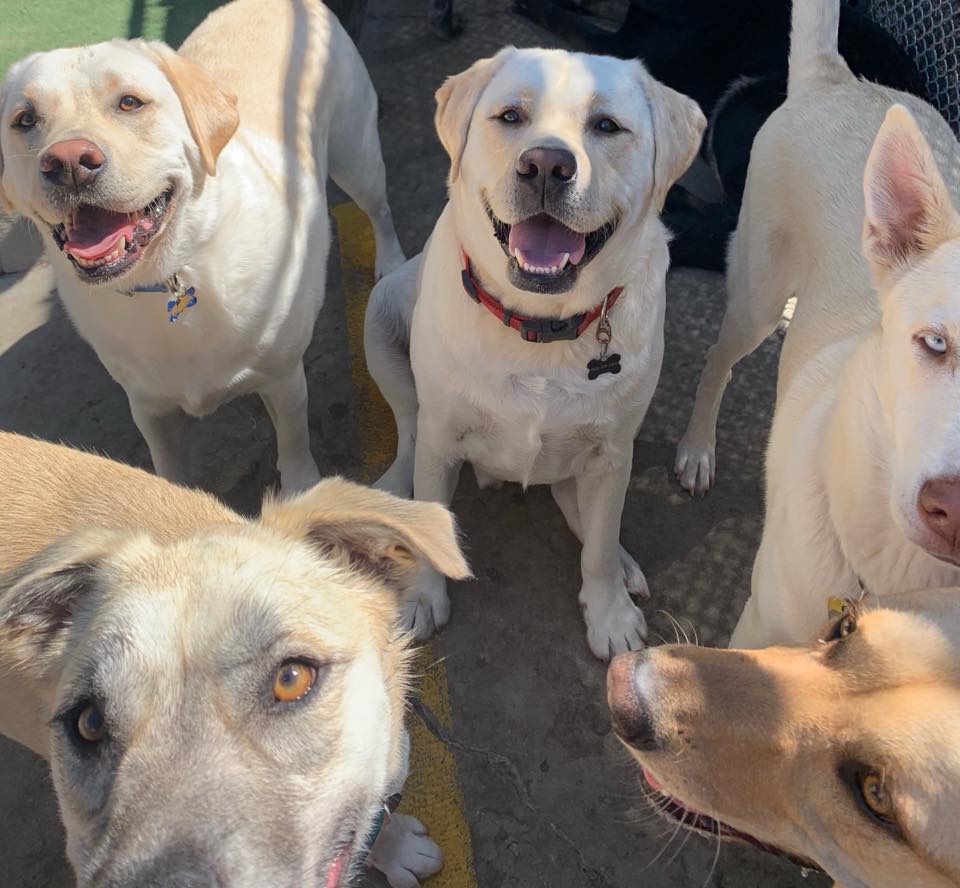 Doggin Around Daycare