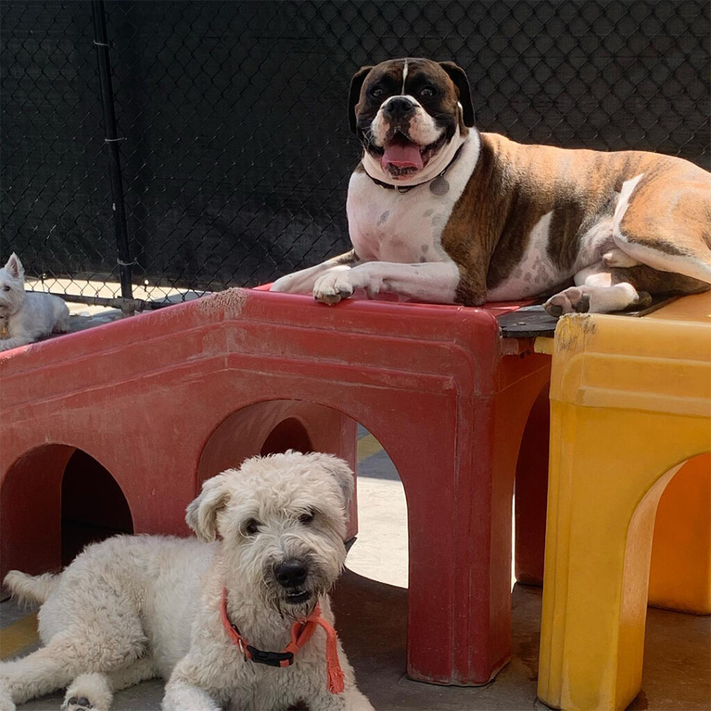 doggin around daycare