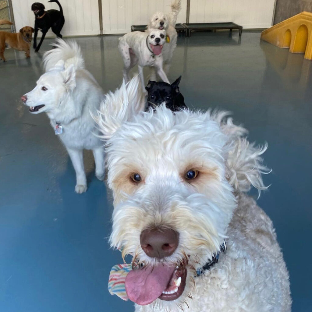 doggin around daycare