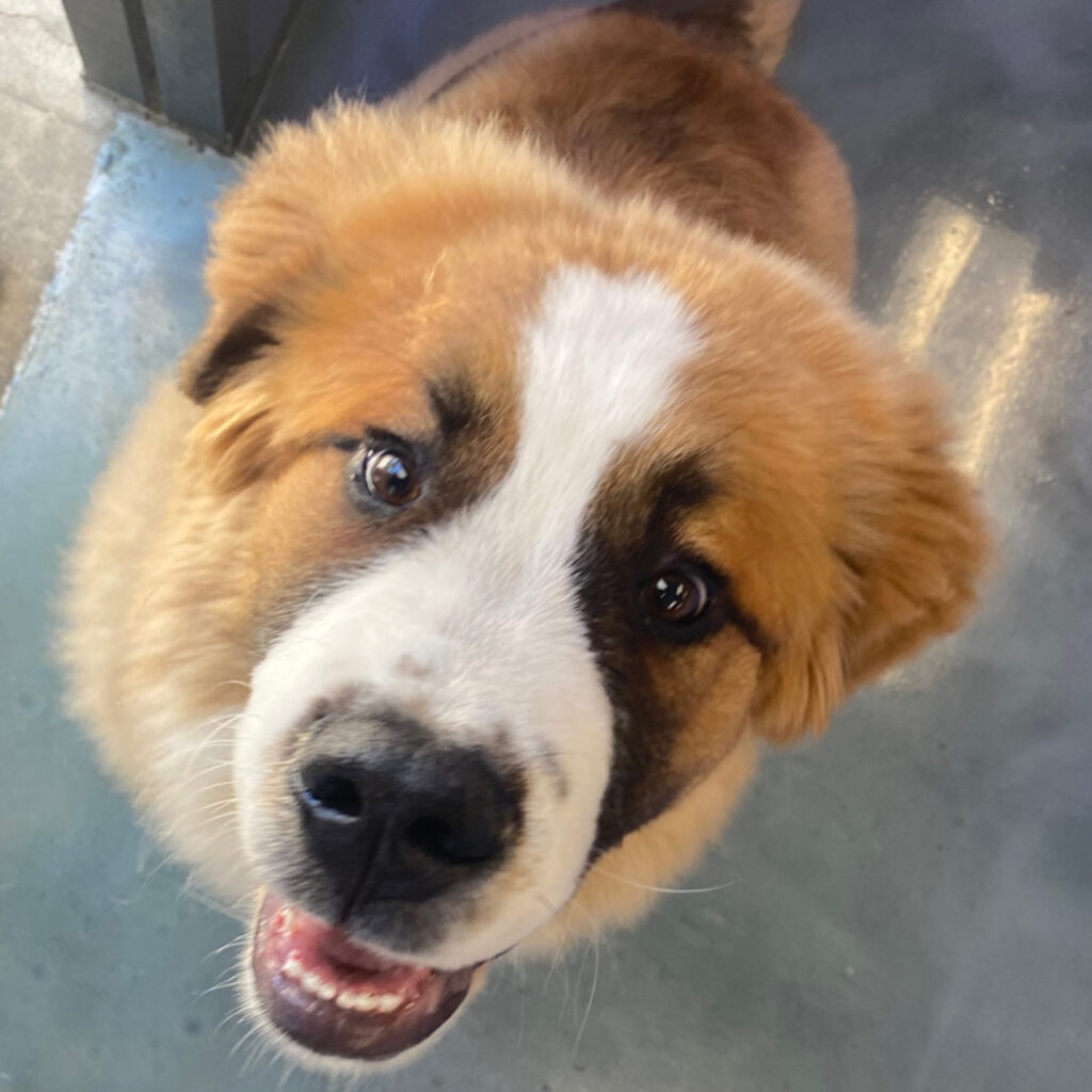 doggin around daycare