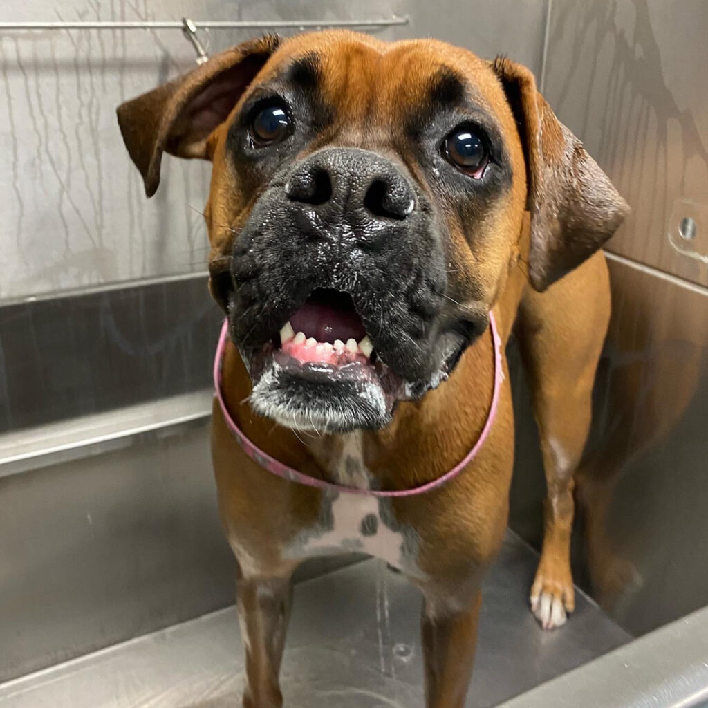 doggin around daycare grooming