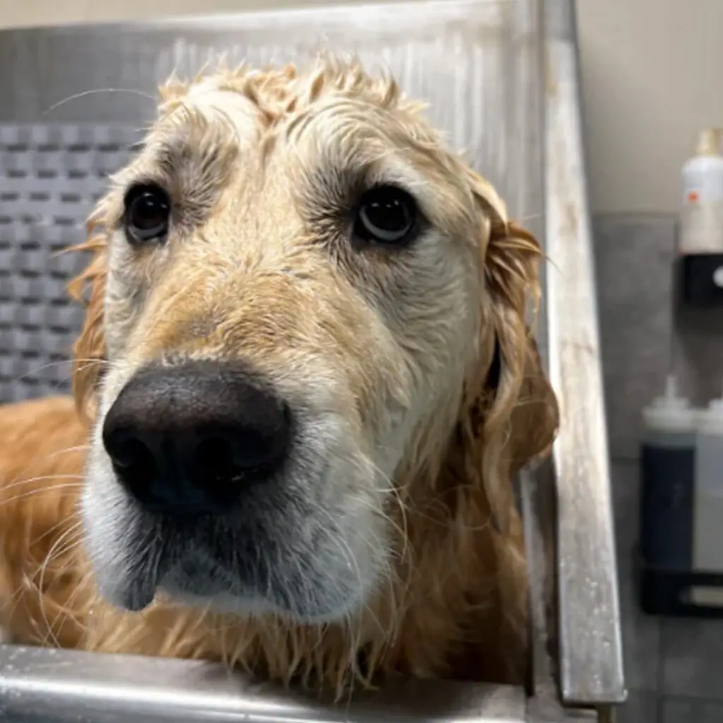Doggin Around Daycare Baths and More