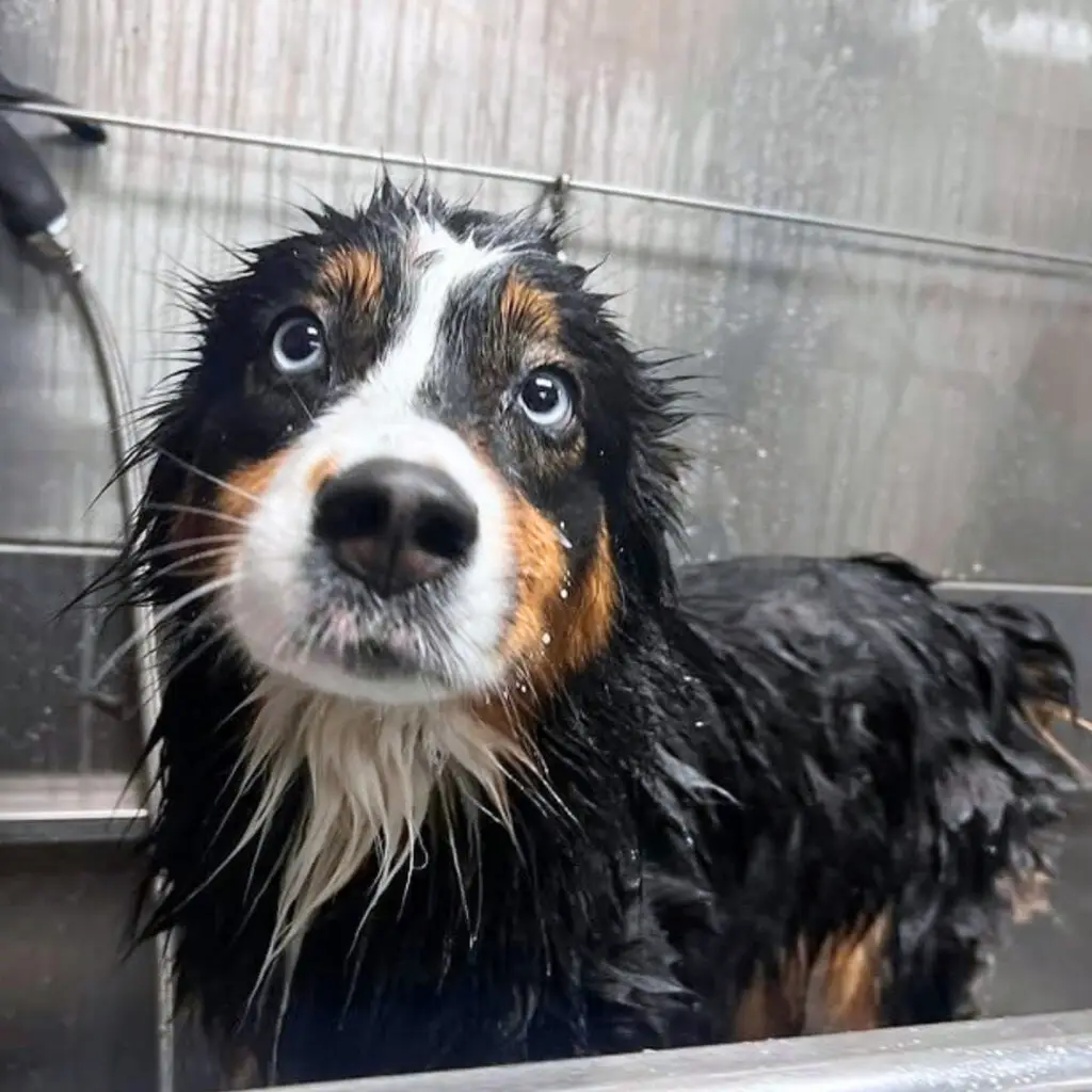 Doggin Around Daycare Baths and More