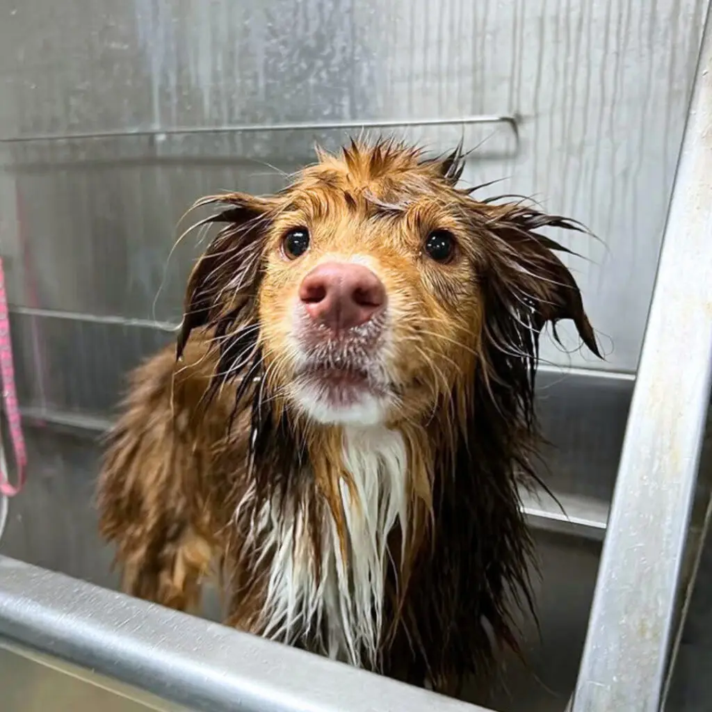 Doggin Around Daycare Baths and More