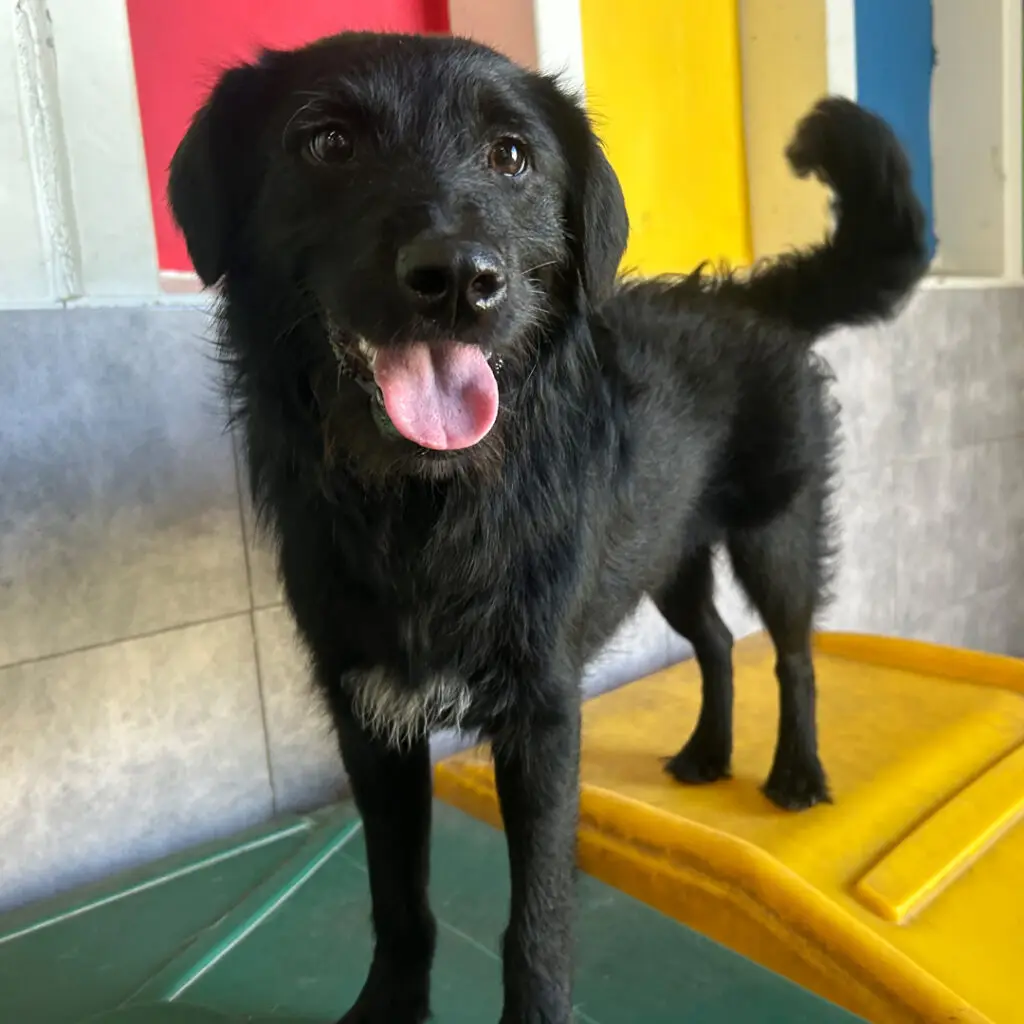 Doggin Around Daycare Enrollment