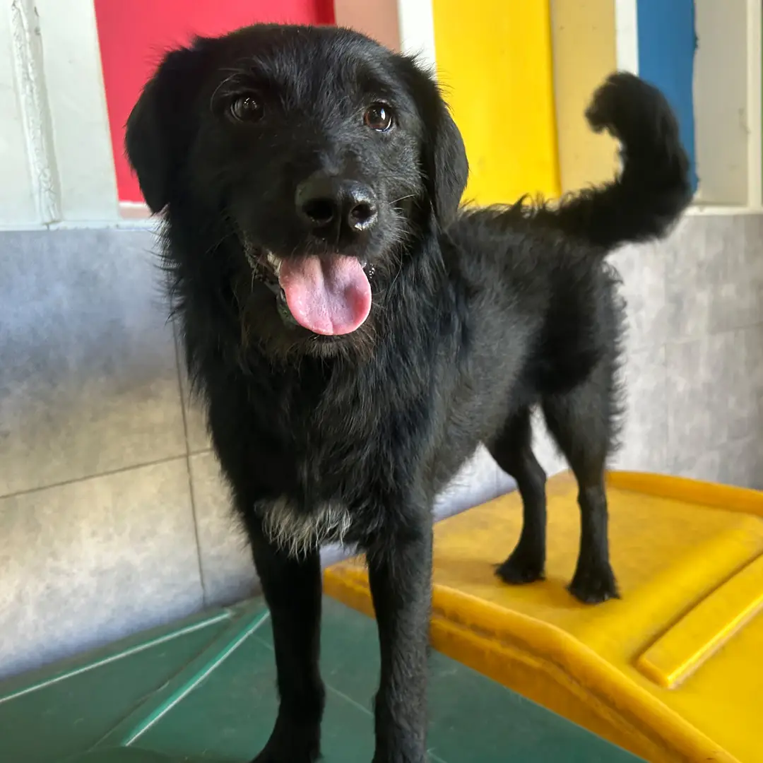 Doggin Around Daycare Enrollment