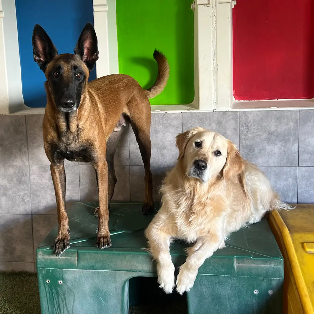 Doggin Around Daycare Enrollment
