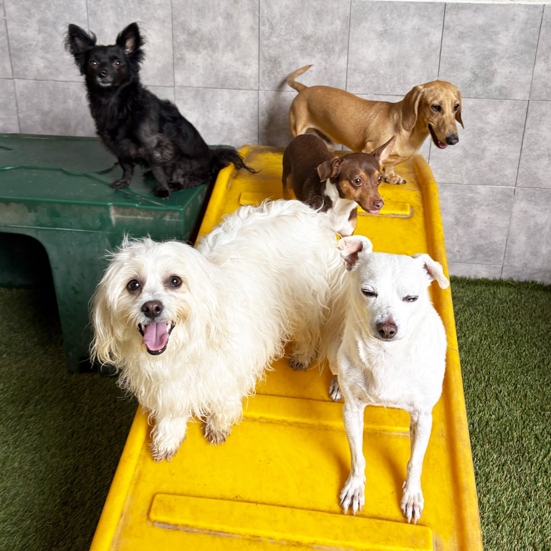 Doggin Around Daycare Enrollment