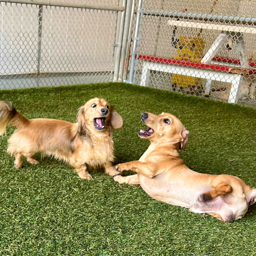 Doggin Around Daycare Enrollment