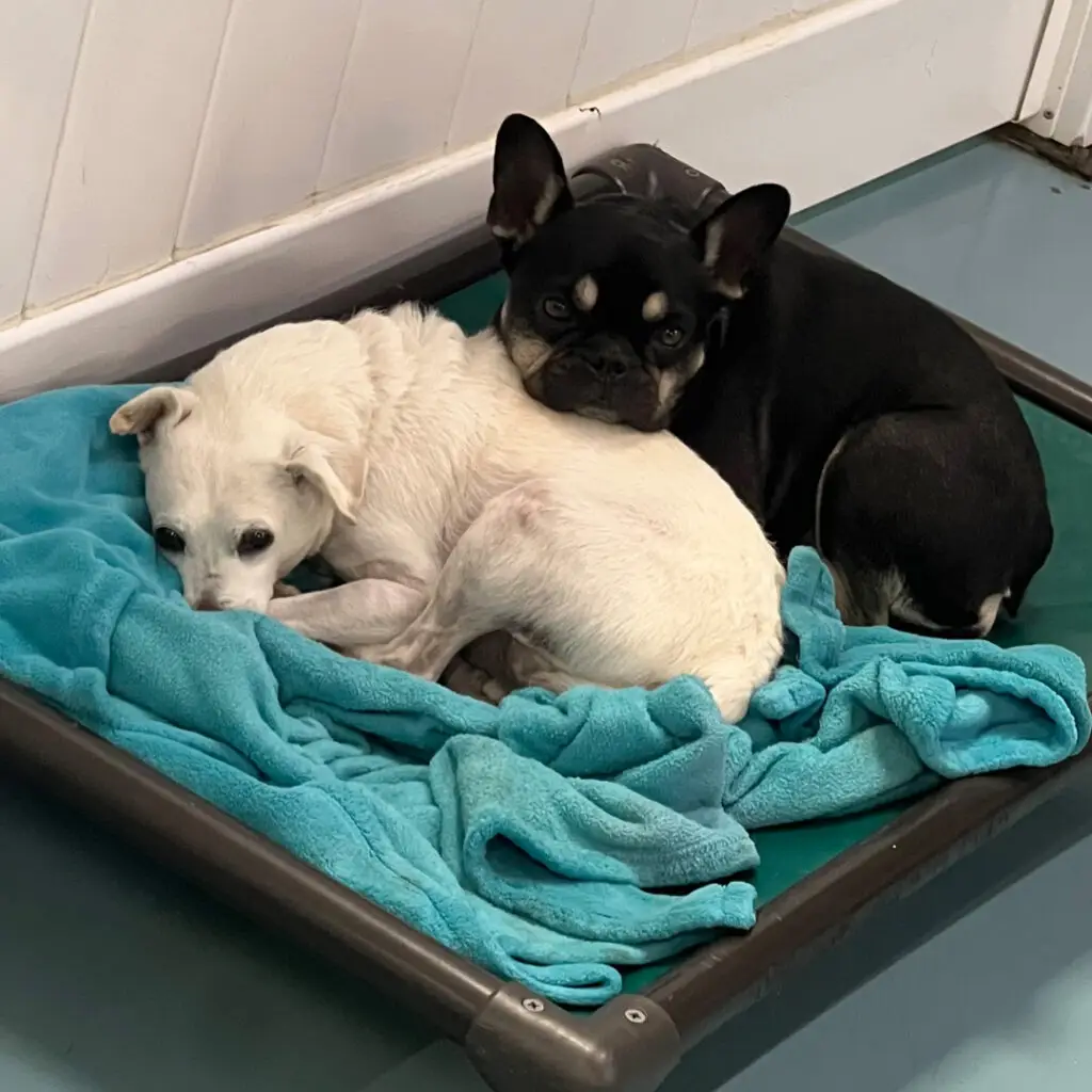 Boarding at Doggin Around Daycare
