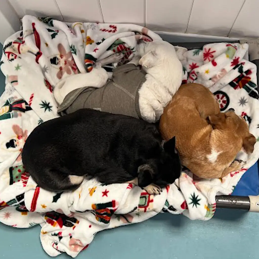Boarding at Doggin Around Daycare
