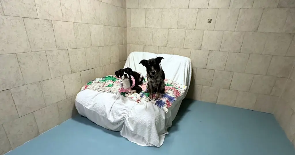 Doggin Around Daycare Boarding