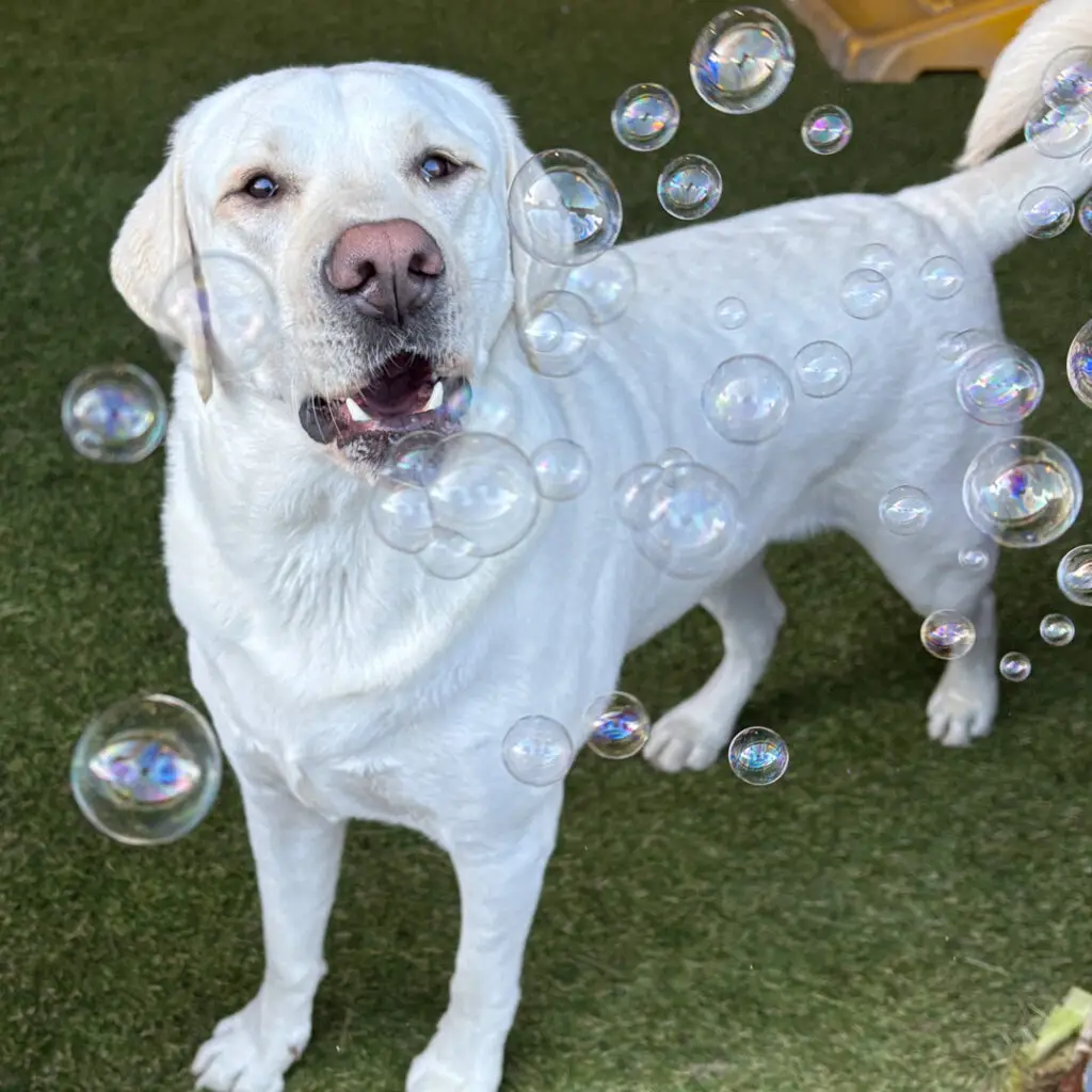 doggin Around Daycare