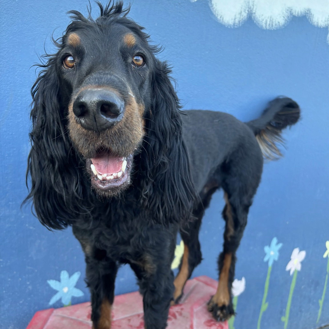Doggin Around Daycare Benefits