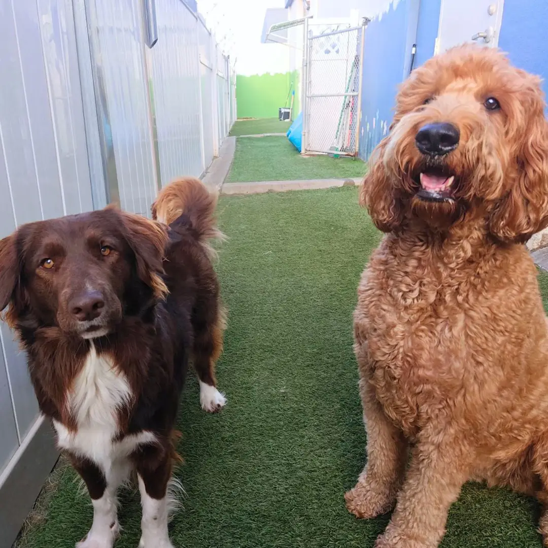 Doggin Around Daycare Benefits