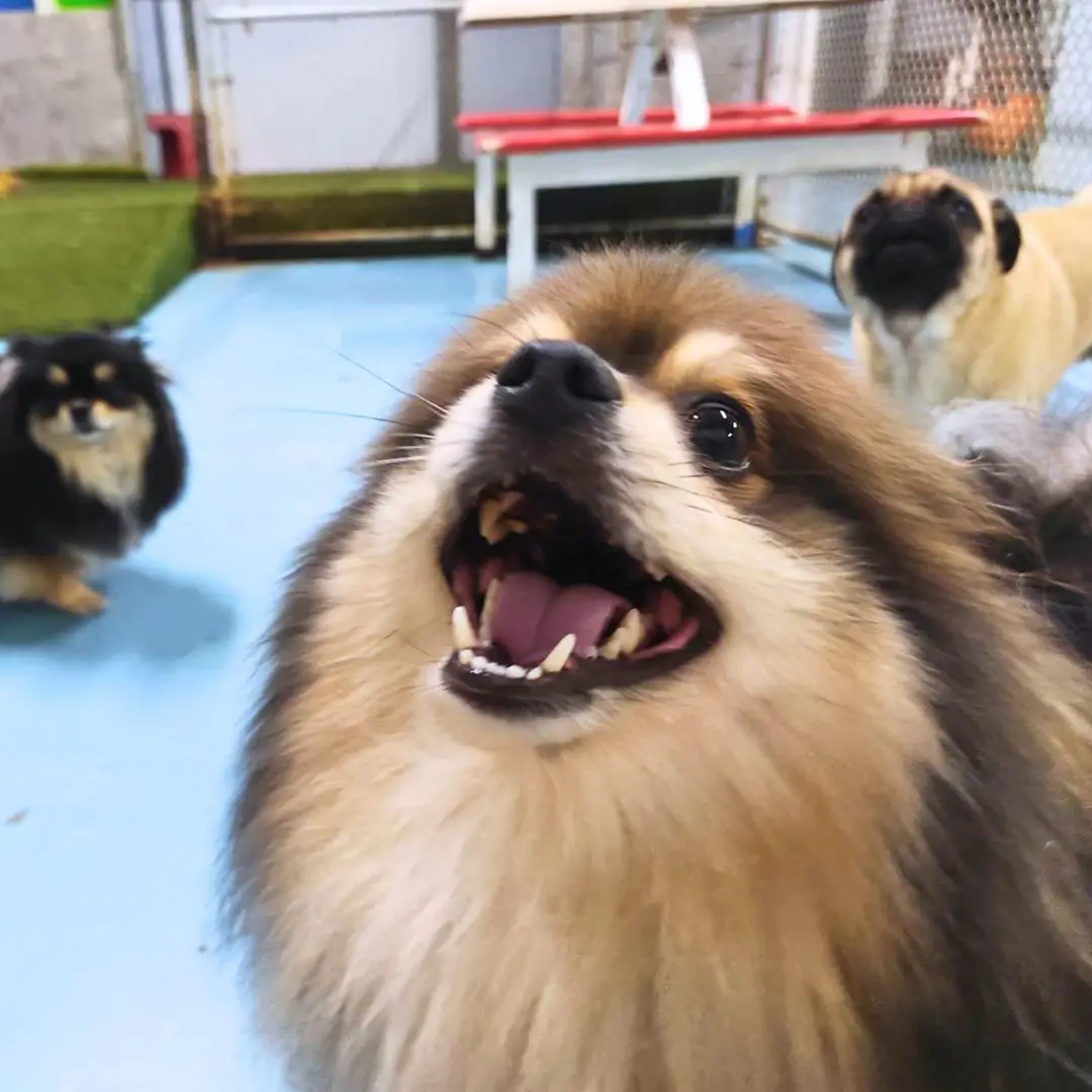 Doggin Around Daycare Benefits
