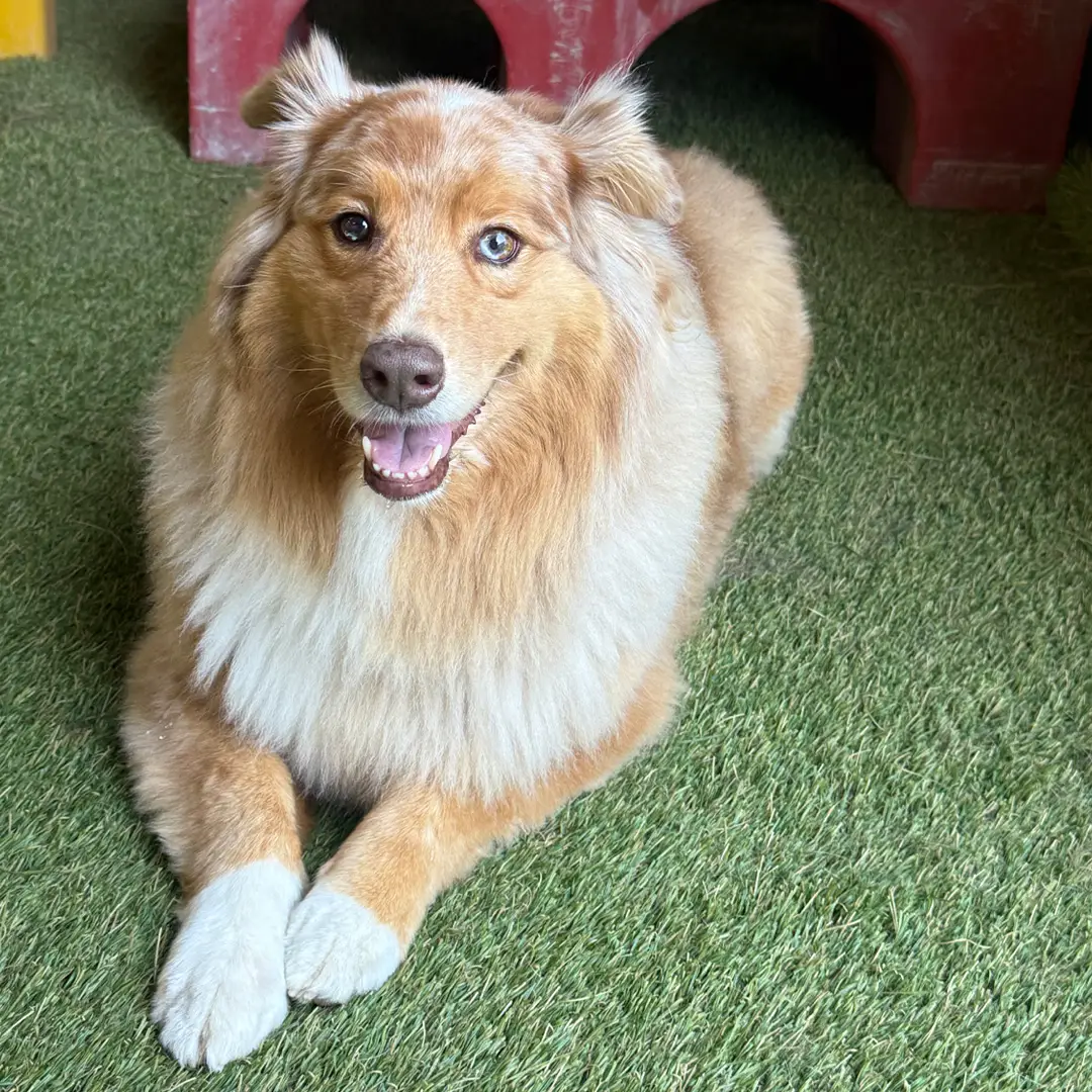 Doggin Around Daycare Benefits