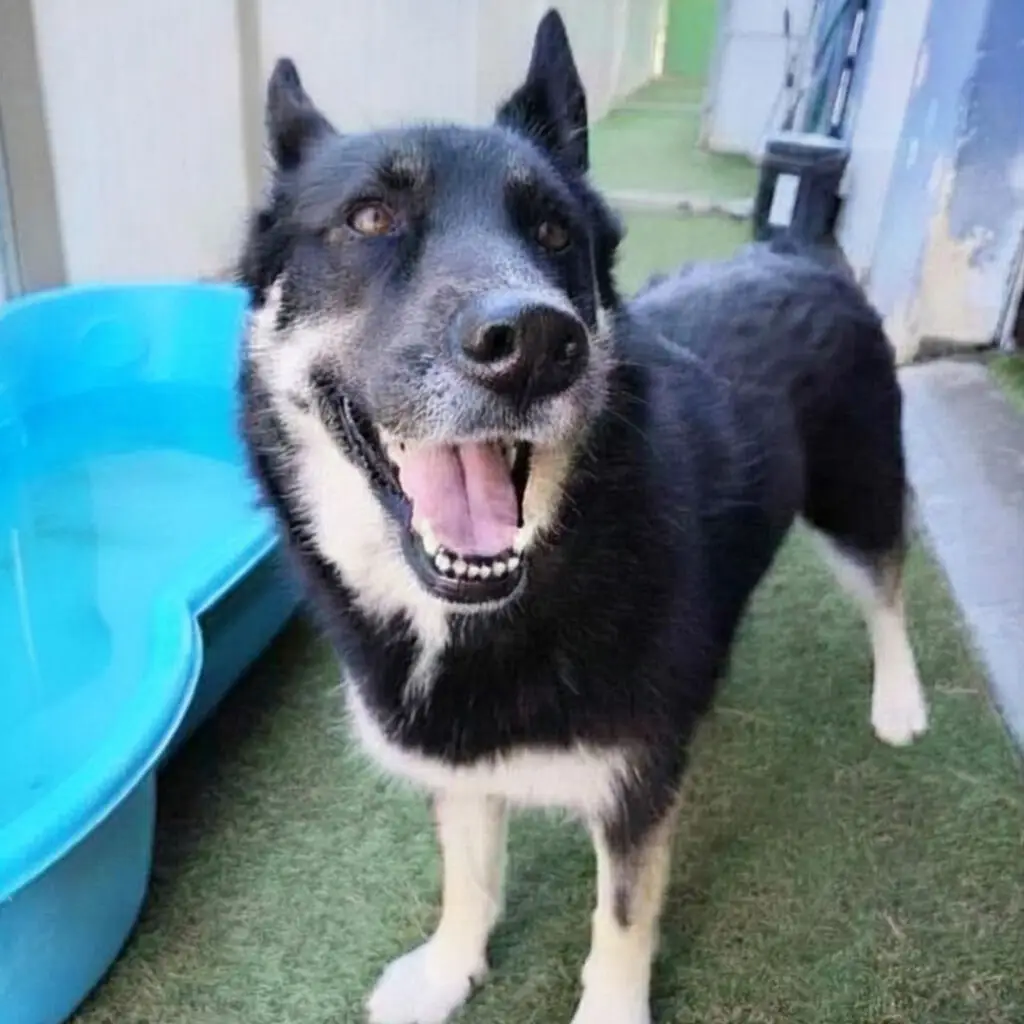 Doggin Around Daycare