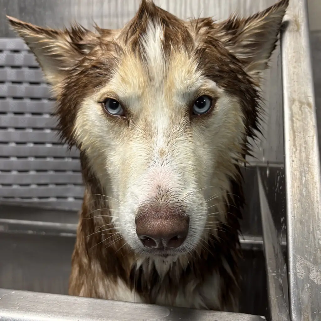 doghousecamarillo-baths2.jpg