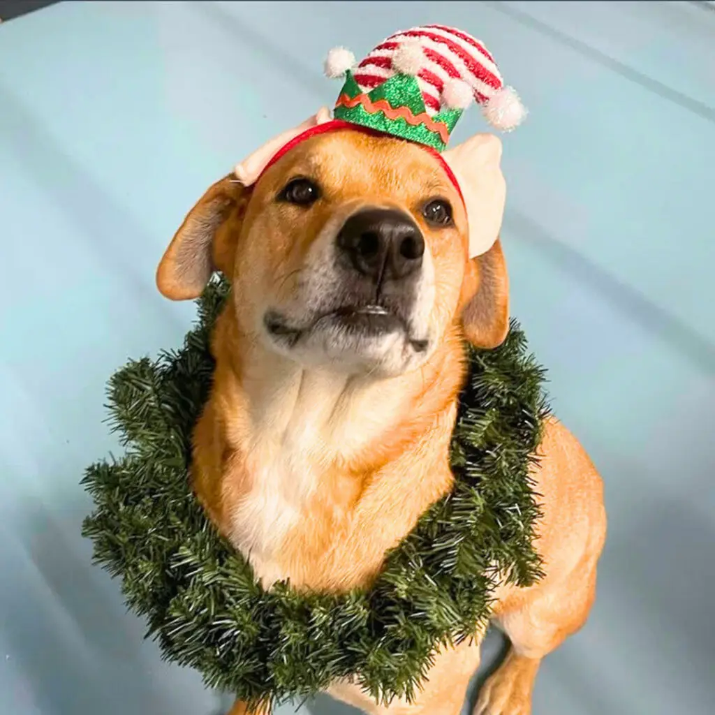 Doggin Around Daycare Boarding Rates