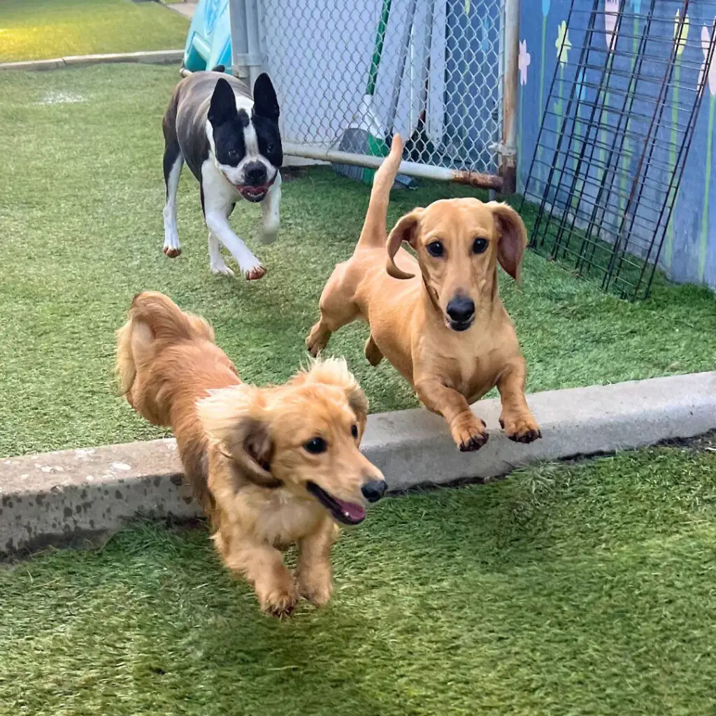 doggin around daycare playtime