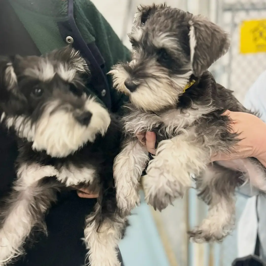 Doggin Around Daycare Puppy Socialization