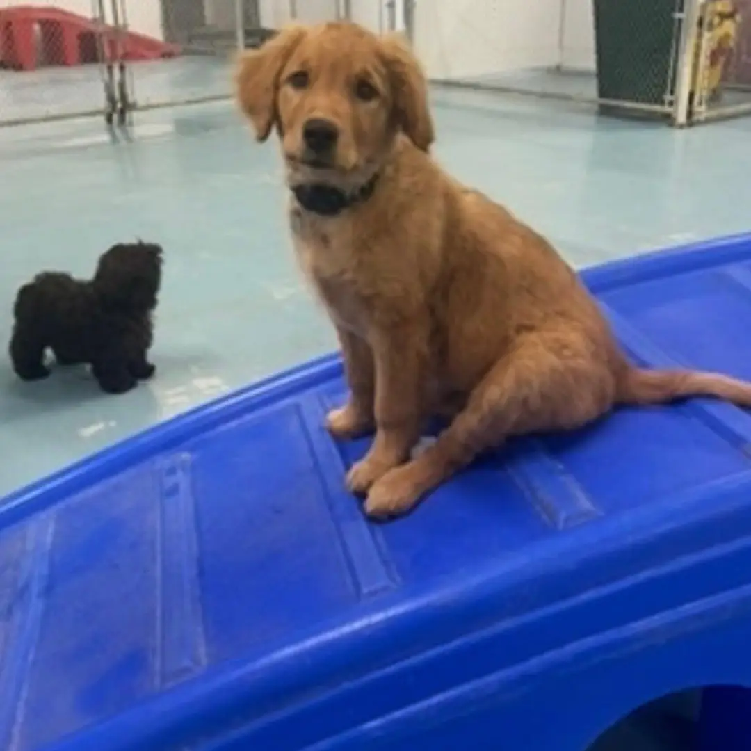 Doggin Around Daycare Puppy Socialization