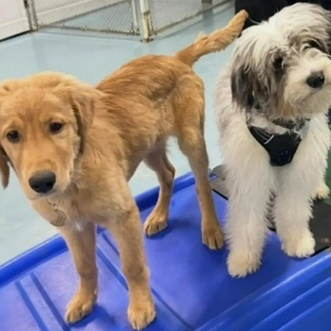 Doggin Around Daycare Puppy Socialization