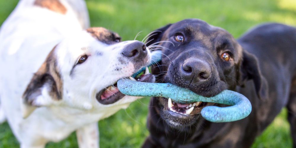 blue collar doggie daycare